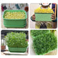 🔥 Caixa empilhável para cultivo de brotos de feijão – Design com várias camadas, perfeita para uso doméstico, para uma vida saudável e ecológica