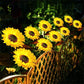 🌻46% OFF FLASH SALE ! Sunflower Solar Lights – Glowing Decor for Garden ✨🌿【Hurry Up】