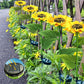 🌻46% OFF FLASH SALE ! Sunflower Solar Lights – Glowing Decor for Garden ✨🌿【Hurry Up】