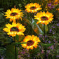 🌻46% OFF FLASH SALE ! Sunflower Solar Lights – Glowing Decor for Garden ✨🌿【Hurry Up】