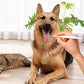 Produto para remoção de tártaro em cães e gatos